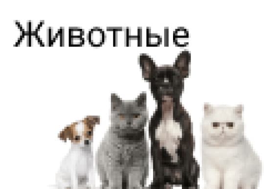 Животные